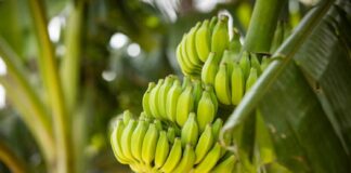 plátanos venezuela colombia