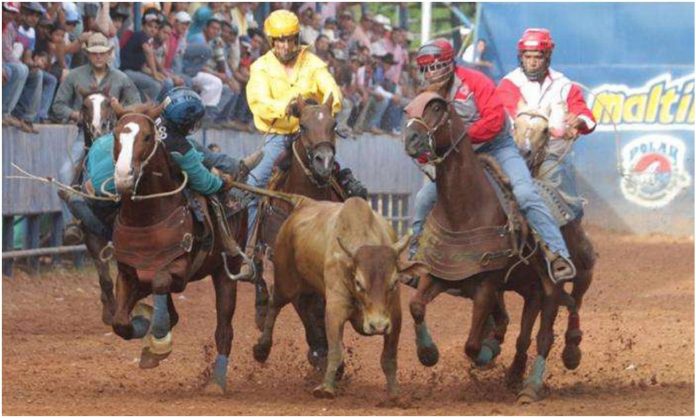 Toros coleados Yaracuy