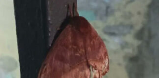 palometa peluda