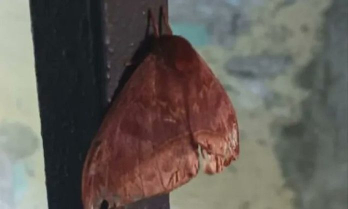 palometa peluda