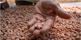 producción maní maracaibo