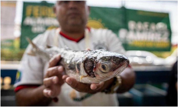 Feria del Pescado Maracaibo