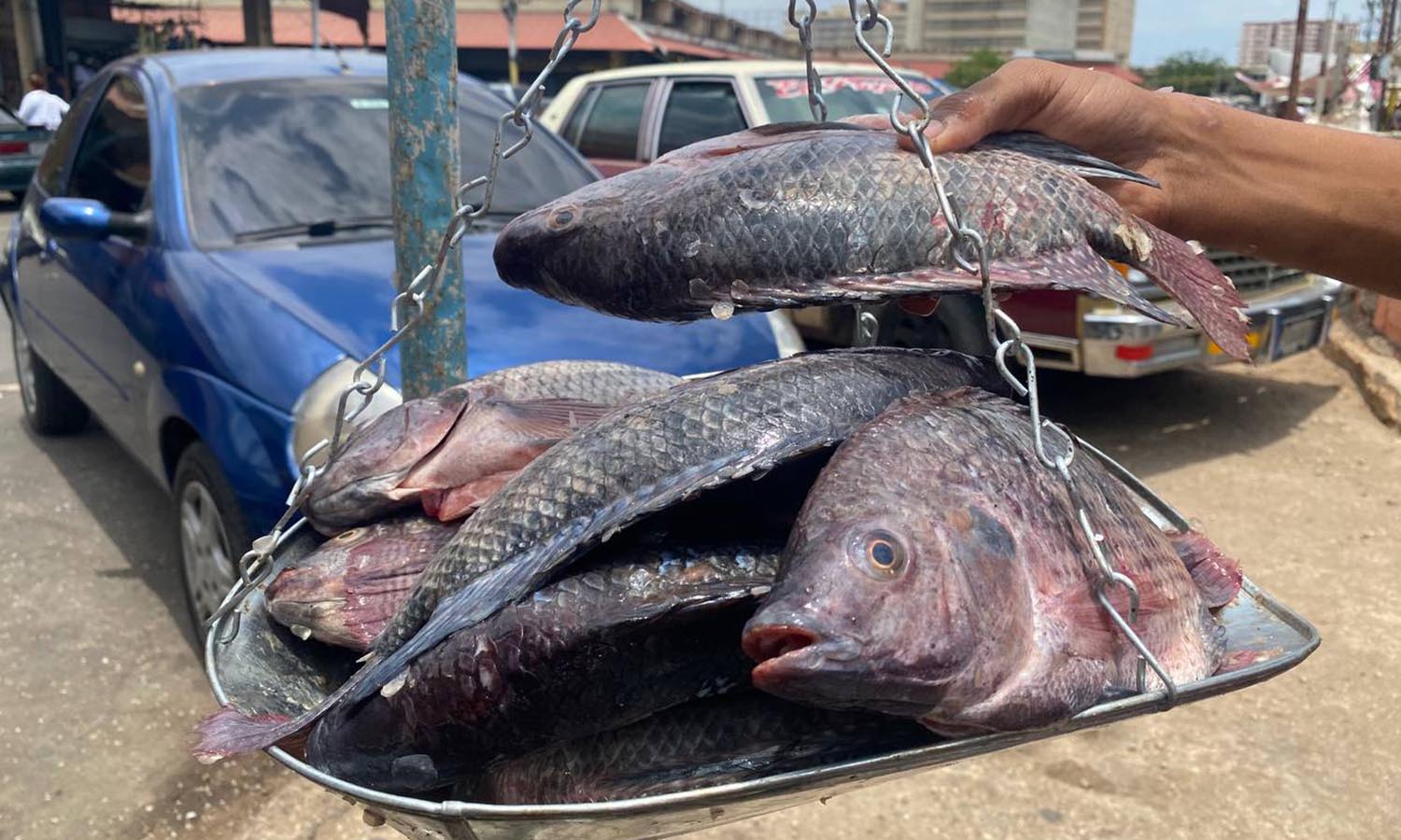 Semana Santa, precio del pescado en Maracaibo