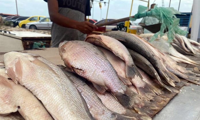 Semana Santa Maracaibo, precio del pescado