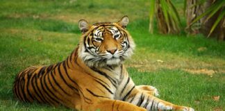 tigres de bengala
