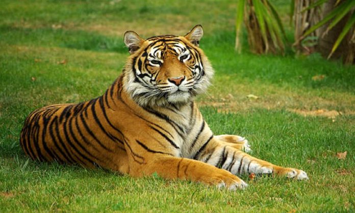 tigres de bengala