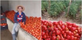 agricultores tomate