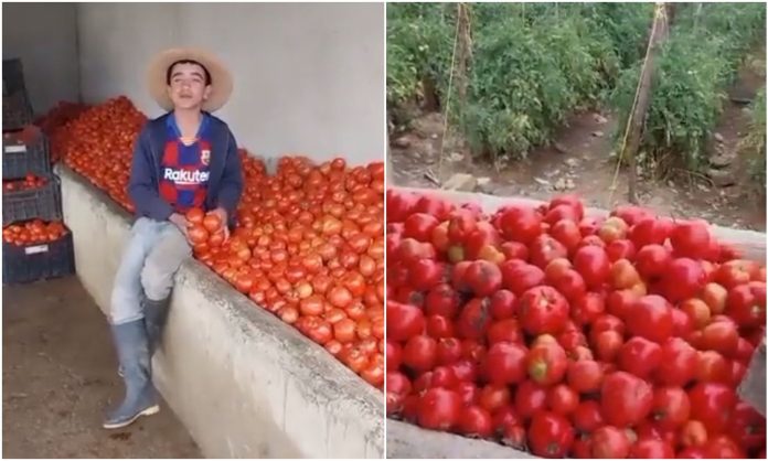 agricultores tomate