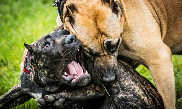 pelea de perros