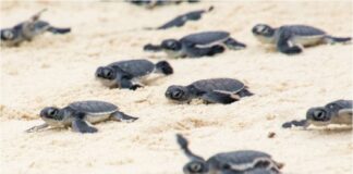 Tortugas amazonas