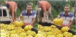 agricultores botaron cosecha