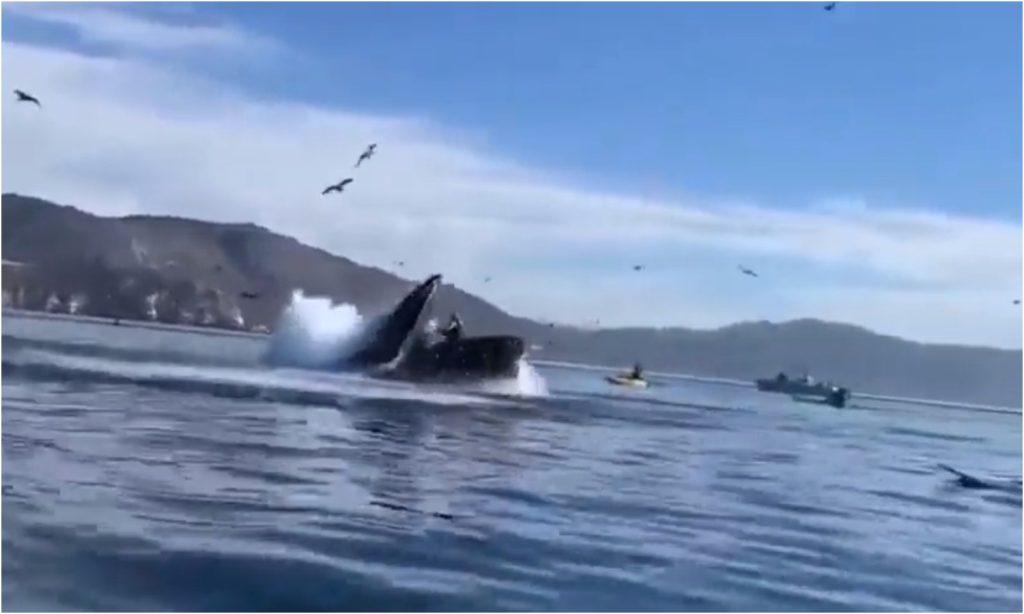 Ballena jorobada se traga a dos mujeres en California Ballena jorobada se traga a dos mujeres en California