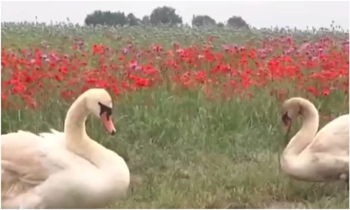 cisnes eslovaquia