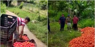 tomate