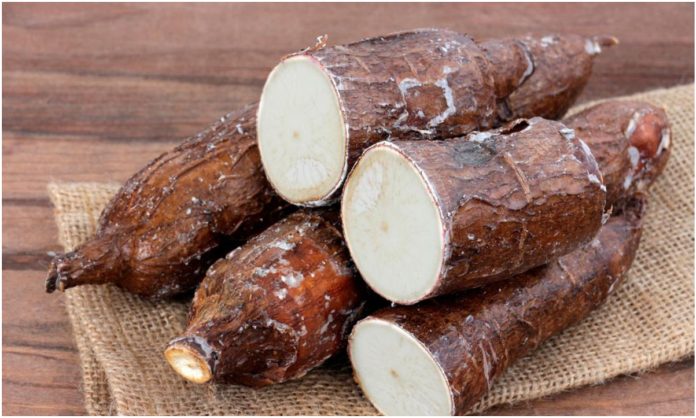 yuca amarga monagas