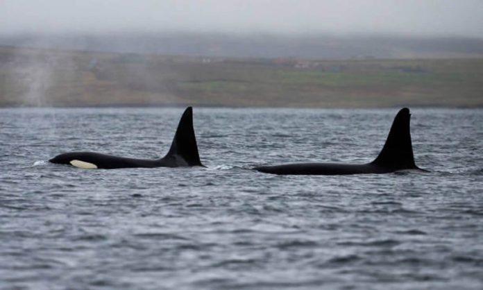 ballenas orcas