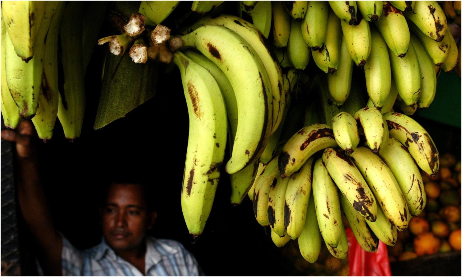 plátano Carabobo