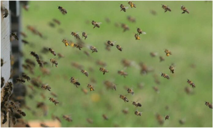 abejas maracaibo