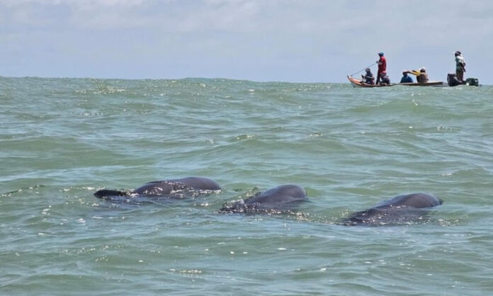 delfines falcón