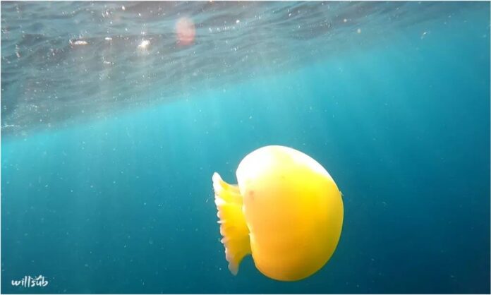 medusas La Guaira