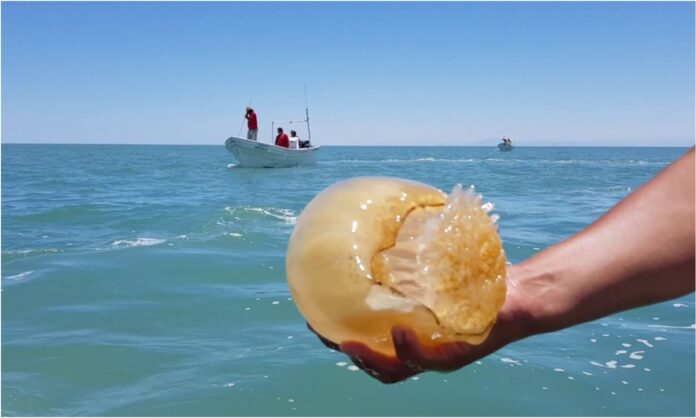 medusas costas venezolanas