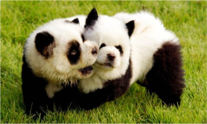 pandas China