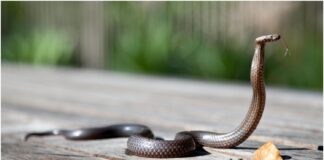 serpiente maracaibo