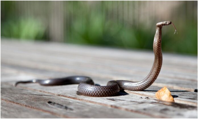 serpiente maracaibo