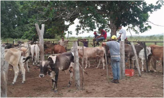 rebaño bovino maracaibo